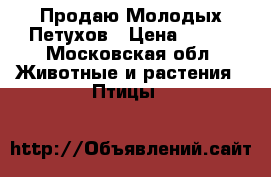 Продаю Молодых Петухов › Цена ­ 500 - Московская обл. Животные и растения » Птицы   